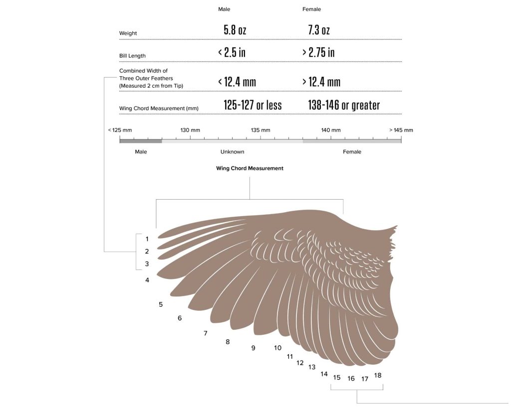 A chart to learn how to identify the sex of an American woodcock using a wing.