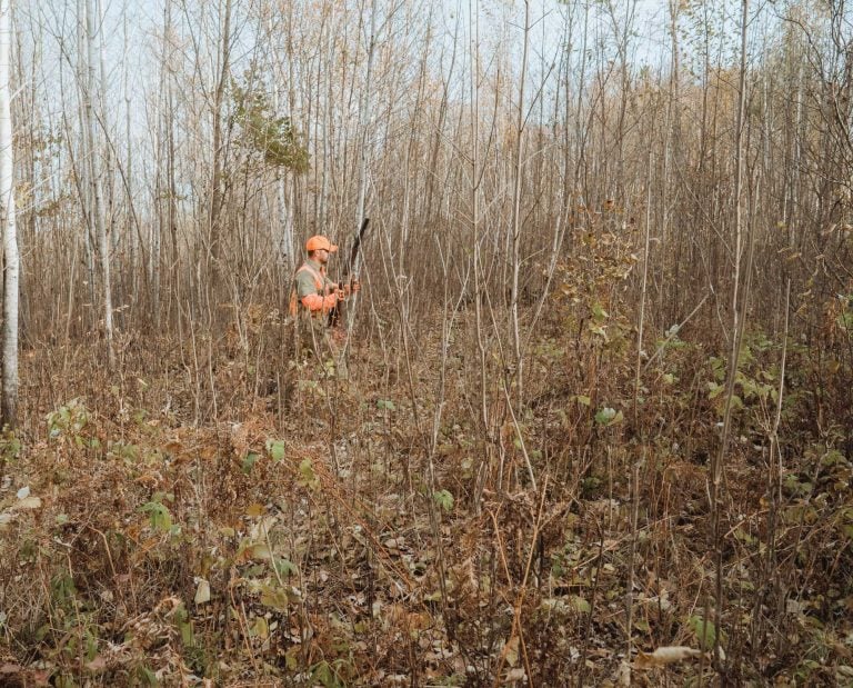 A bird hunter walking in the Wisconsin forest.