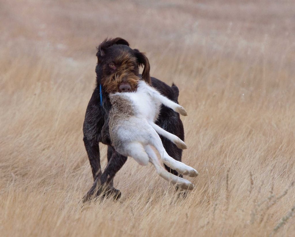 A Deutsch Drahthaar retrieves a rabbit