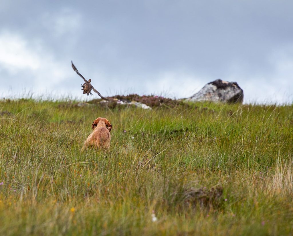A pointing dog holds steady witha. flushing red grouse.