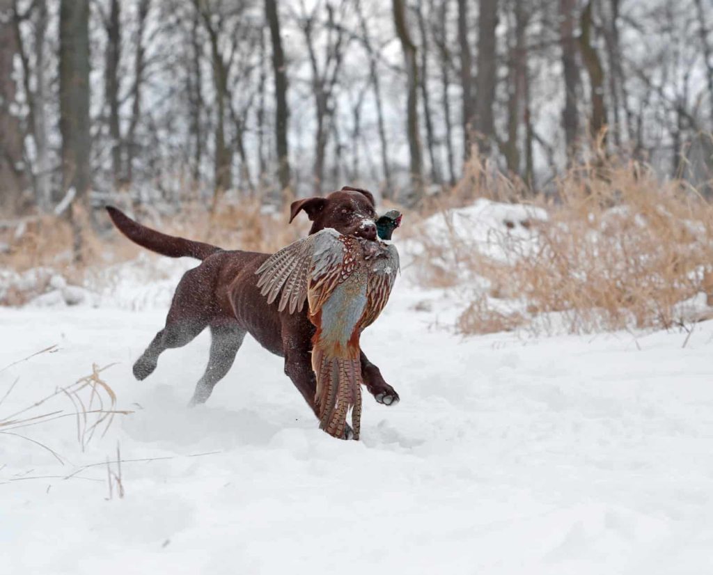 A dog retrieves a pheasant on a late season hunt.