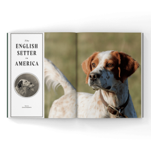 English setter in a magazine