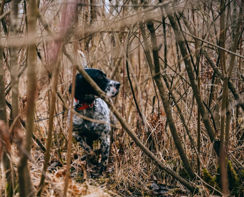 An English Setter pointing wild birds