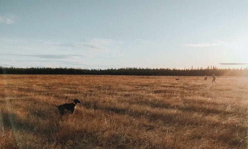 An area in Alaska altered by wild fire which creates sharp-tailed grouse habitat.