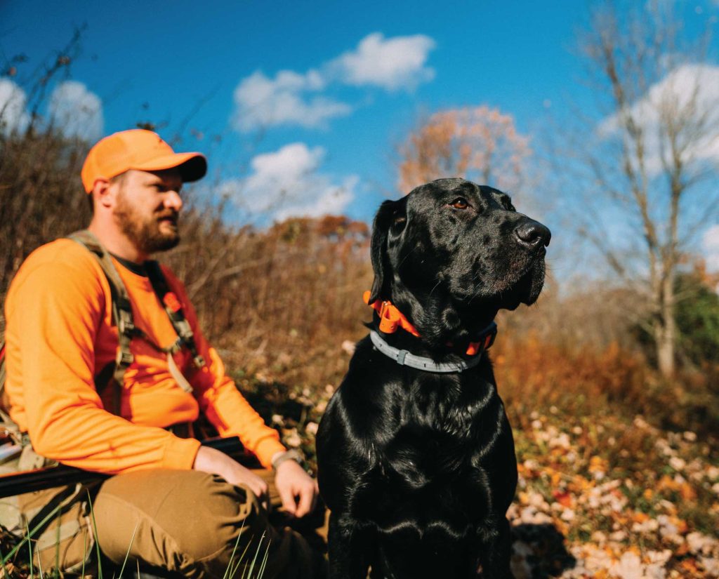 A Labrador Retriever on a grouse hunt