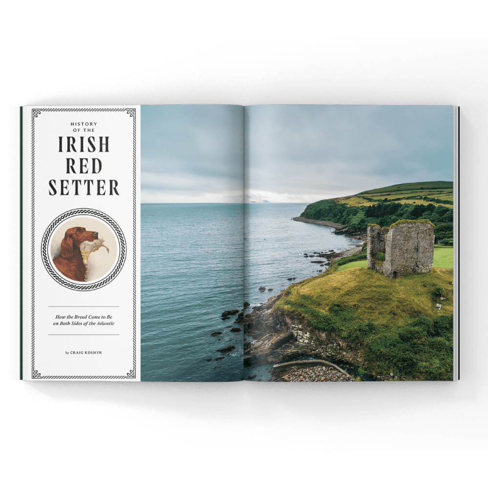 The Irish red setter in a magazine