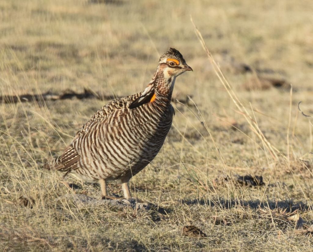 Close up of a prairie chicken for identification purposes.