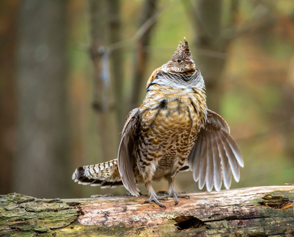A ruffed grouse stands on the area of the a drumming log we call the "drumming stage."