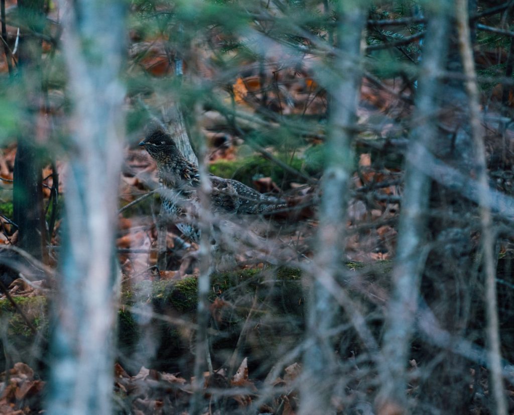 A ruffed grouse evades hunters after hearing bells.