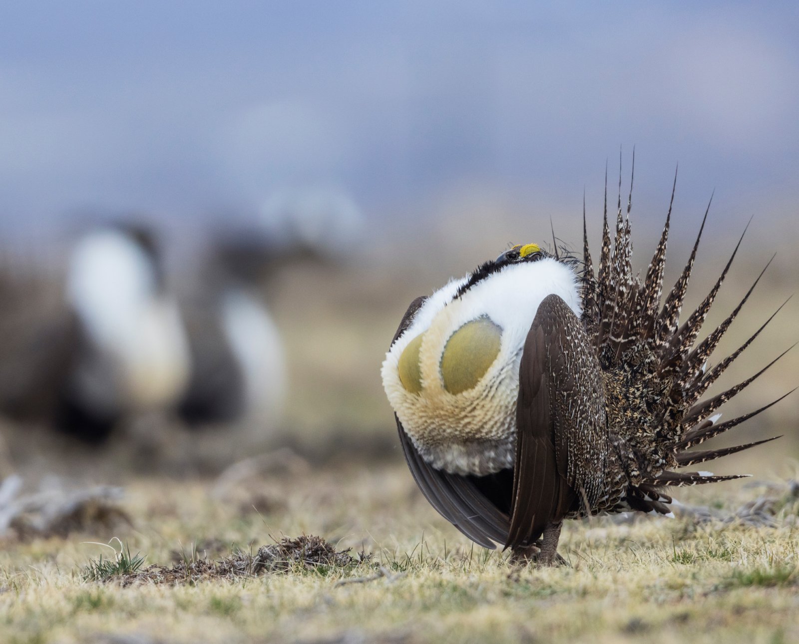 A Male sage grouse booming on a lek.