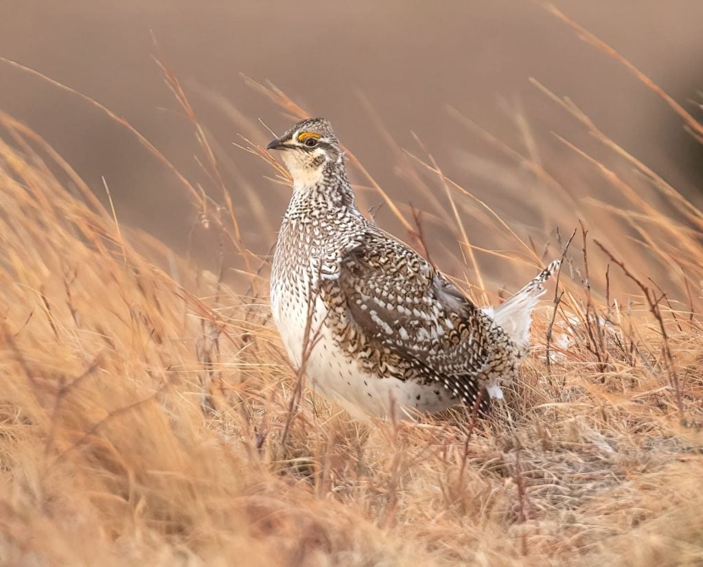 A close up of a sharp-tailed grouse for identification purposes.