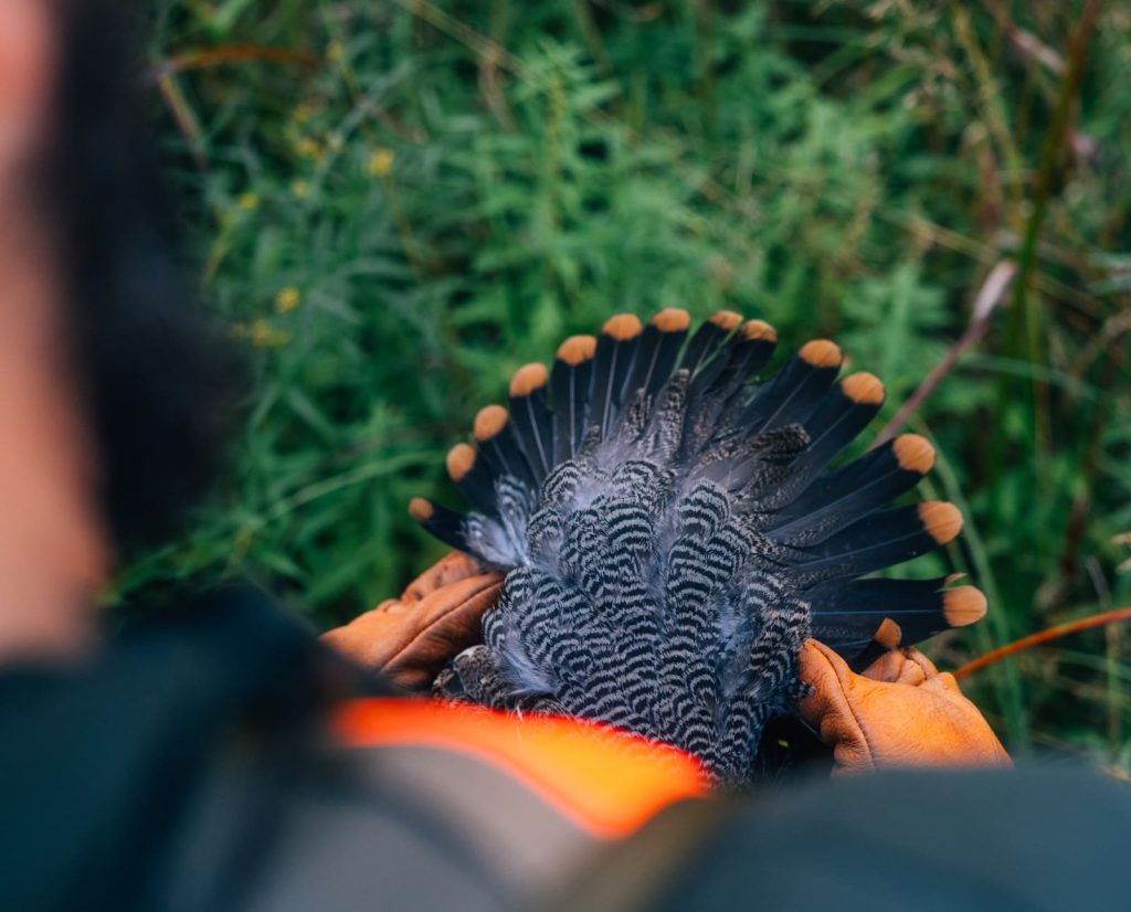 Spruce grouse hunting in Minnesota