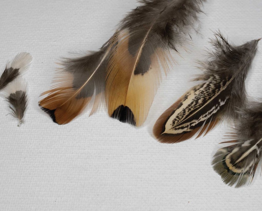 White Neck Feather, Almond Hearts, Church Windows pheasant feathers for fly tying