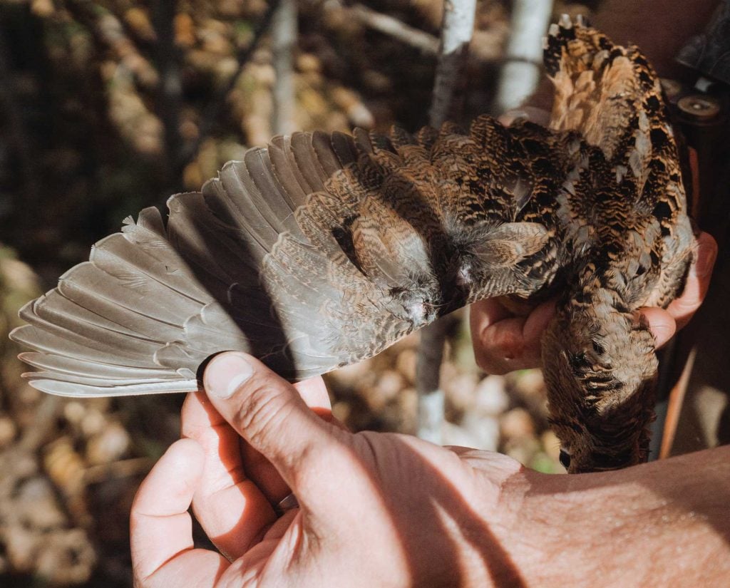 Woodcock hunting during the Wisconsin bird hunting season.