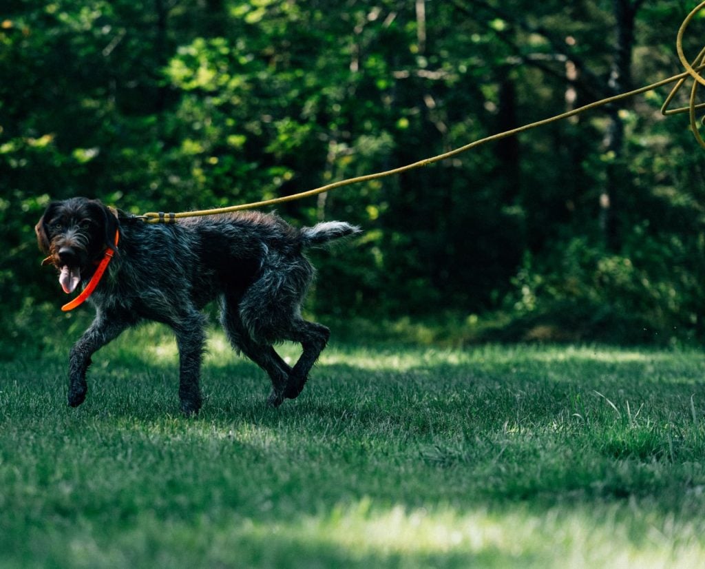A young bird dog learning the basics of quartering.