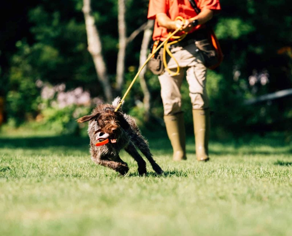 An excited hunting dog pulls a dog trainer on a long lead.