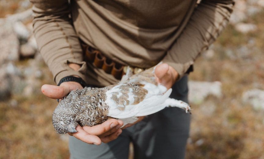 A hunter shows a white-tailed ptarmigan