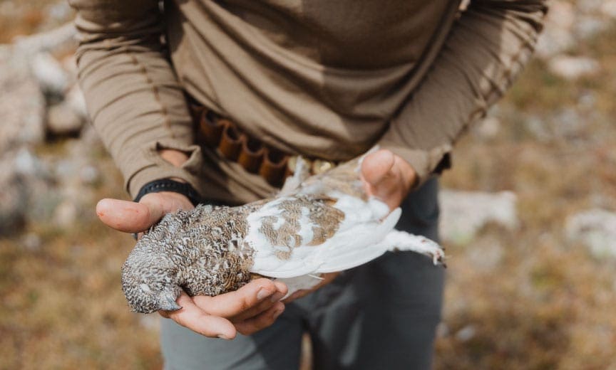 A White-tailed ptarmigan in Utah
