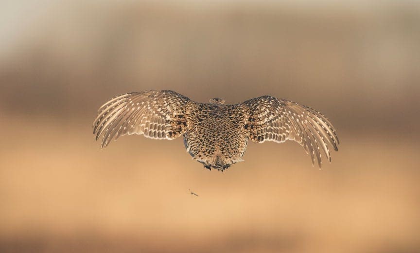 A sharp-tailed grouse in flight, their light white color tail a distinguish factor between the prairie chicken.