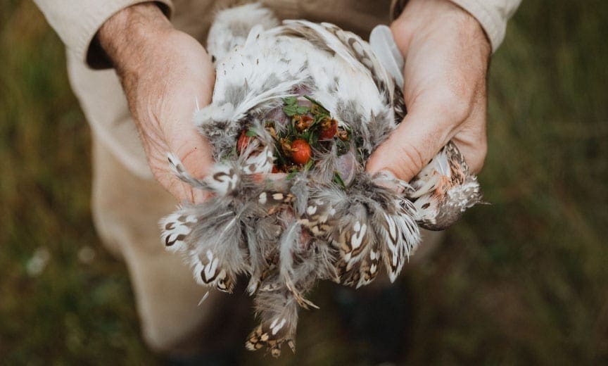 examining the food source of a sharptail grouse.