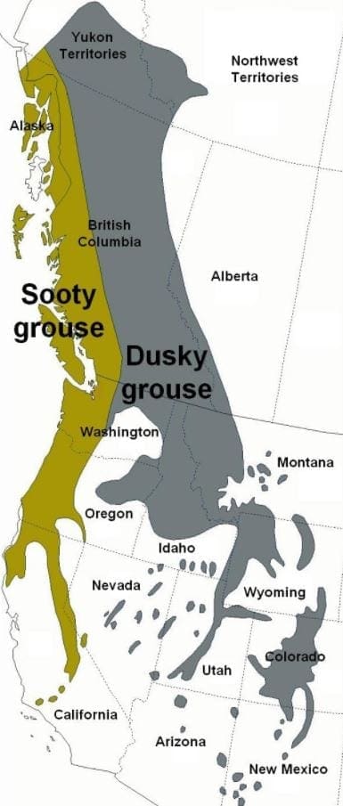 blue grouse distribution