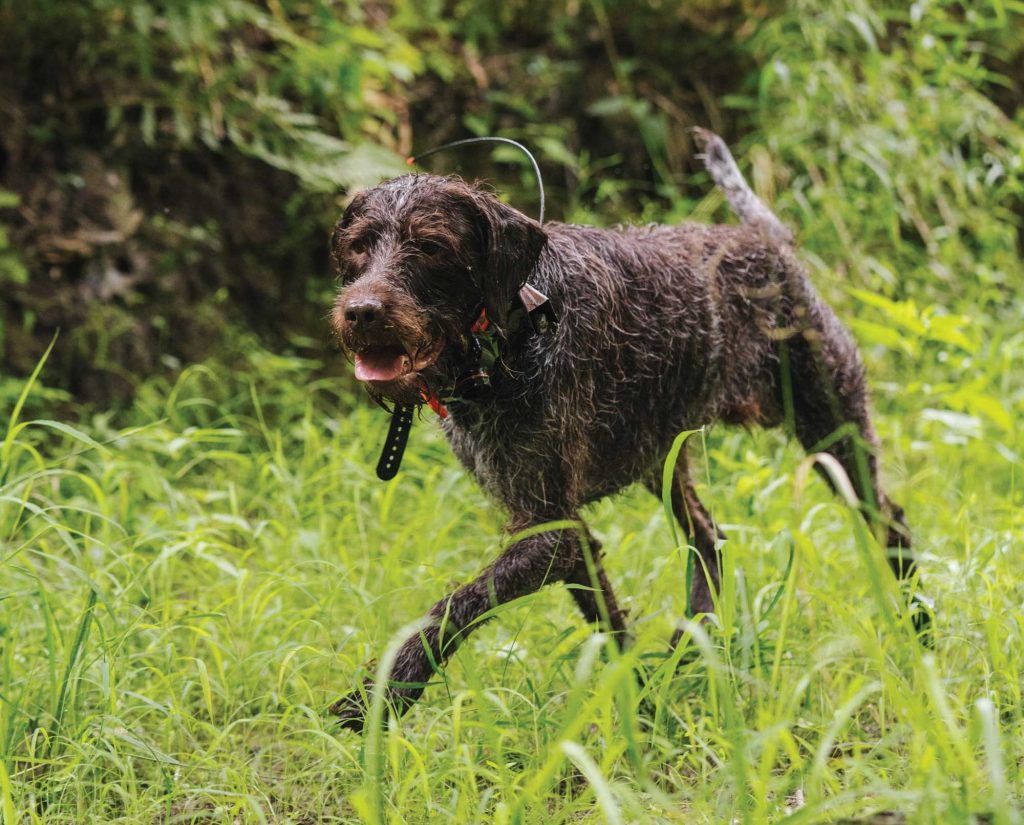 Working dog in high heat